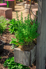Fototapeta na wymiar Oregano in wooden pot in a herb garden