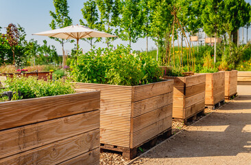 Vegetable garden with wooden raised beds for herbs, fruits and vegetables