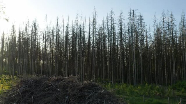 Drone shot of pile of dead branches with dead dry spruce forest hit by bark beetle disaster in Czech damaged countryside in the background