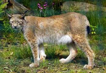 The Eurasian lynx (Lynx lynx) is a medium-sized wild cat widely distributed from Central and Eastern Europe to Central Asia and Siberia, the Tibetan Plateau and the Himalayas. Rabenklippe, Germany.