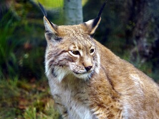 The Eurasian lynx (Lynx lynx) is a medium-sized wild cat widely distributed from Central and Eastern Europe to Central Asia and Siberia, the Tibetan Plateau and the Himalayas. Rabenklippe, Germany.
