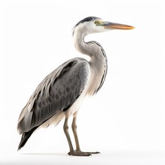 Obraz premium Grey Heron bird isolated on white background. Generative AI