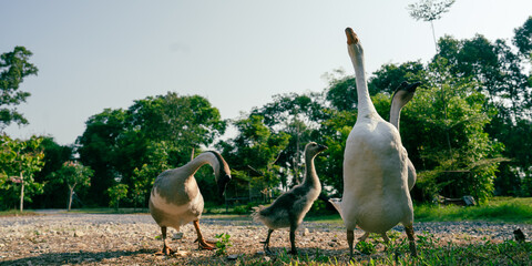 Flock of domestic geese on a green meadow. Summer green rural farm landscape. Geese in the grass, domestic bird, flock of geese, panoramic view