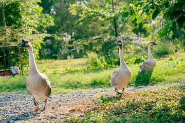 Flock of domestic geese on a green meadow. Summer green rural farm landscape. Geese in the grass, domestic bird, flock of geese, panoramic view