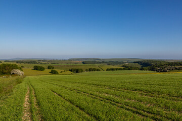 Fototapeta na wymiar Green farmland in Sussex with a blue sky overhead