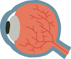 Human Eyeball Organ