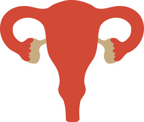 Human Female Reproductive Organ