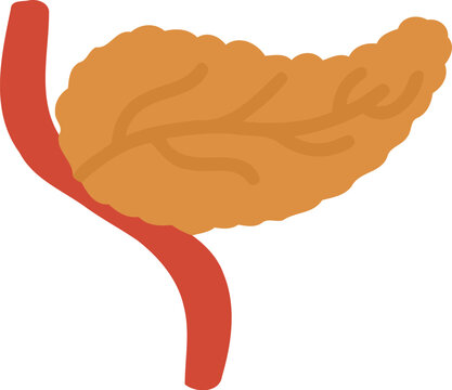 Human Pancreas Organ