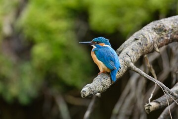 Cute male common kingfisher, alcedo atthis, sitting on branch in spring at sunrise. Small bird with colorful feathers looking in nature from front view.