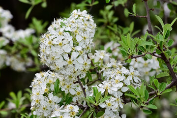wild fruit trees and wild pear tree flowers
