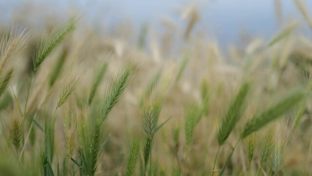 Close up view spikelets of wheat swaying in the wind. Calm background. Slow motion