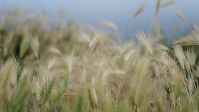 Close up view spikelets of wheat swaying in the wind. Calm background. Slow motion
