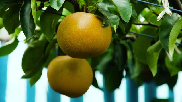 熟した梨の収穫 果実 フルーツ 福井県 あわら市 梨園