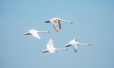 Flying swans in the blue sky. Waterfowl at the nesting site. A flock of swans walks on a blue lake.