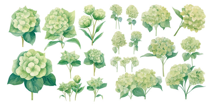 watercolor green hydrangea clipart for graphic resources