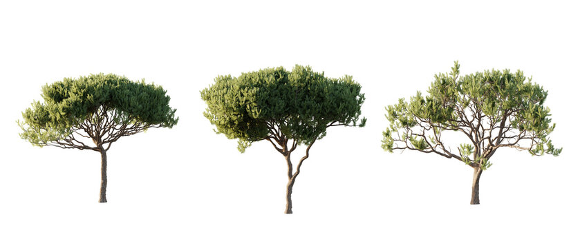 isolated, cutout, hires pine pinus pinaster tree, day light, sun, best for parking landscape design, best for render visualisation, post production and compositing.