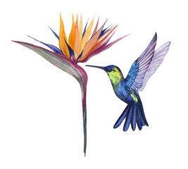 Obraz na płótnie Canvas Watercolor bird hummingbird with strelitzia flower. Tropical, exotic bird and flower illustrations. Decoration and design, postcard, print. Wildlife and Tropical Fauna.
