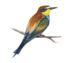 Watercolor bird European bee-eater with pronounced plumage. Merops apiaster. Wildlife and fauna. Realistic illustration animal of europe and asia.