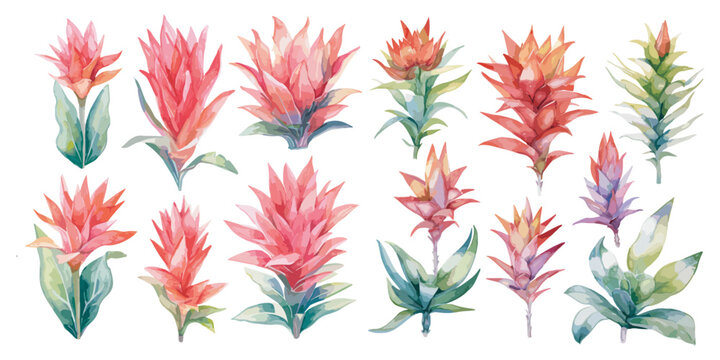 watercolor bromeliad clipart for graphic resources