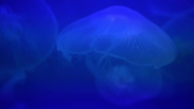jellyfish swim in an aquarium in blue neon light underwater