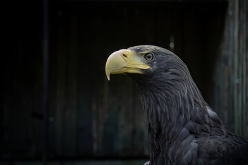 Steller's sea eagle closeup portrait