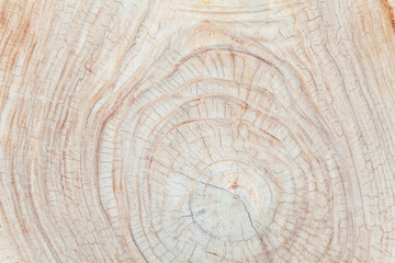 Hard teak wood stump sections with cracks, annual rings and textured surface - blanks for tables and other production in the factory, Balinese furniture industry and Indonesian natural background