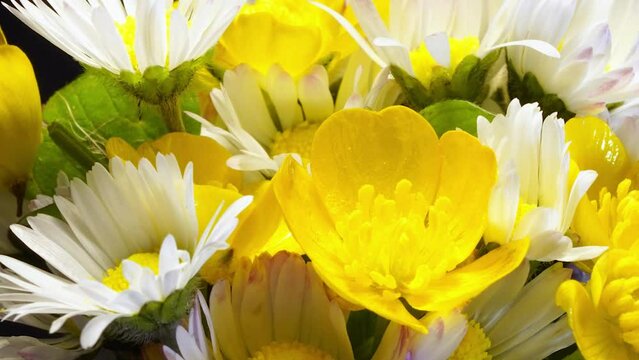Beautiful Wild Spring Flower Bouquet Blooming Against Black Background - Macro Close Up