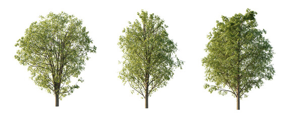 isolated cutout tall and big tree Acer-pseudoplatanus 3 different model for summer season, best use for landscape design, and post pro render