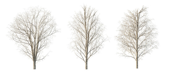 isolated cutout tall and big tree  3 different model for winter season, best use for landscape design, and post pro render