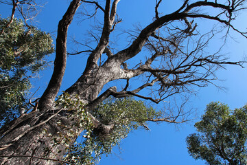 Fototapeta na wymiar gum tree (?) in australia