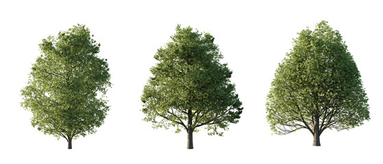 Fototapeta premium isolated cutout tall and big tree Aesculus-hippocastanum in 3 different model option, best use for landscape design, and post pro render