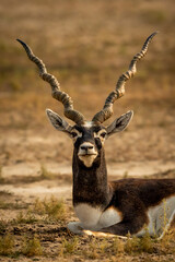 wild male blackbuck or antilope cervicapra or indian antelope closeup or portrait in natural green...