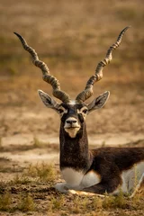 Gordijnen wild male blackbuck or antilope cervicapra or indian antelope closeup or portrait in natural green background at Blackbuck National Park Velavadar bhavnagar gujrat india asia © Sourabh