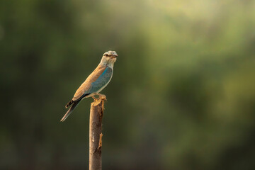 wild multi color bird Eurasian or European roller or Coracias garrulus closeup or portrait perched on branch in grassland forest of central india asia