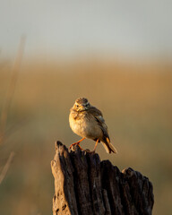 Paddyfield pipit or Oriental pipit or Anthus rufulus bird on beautiful perched at dhikala zone of jim corbett national park or forest reserve uttarakhand india