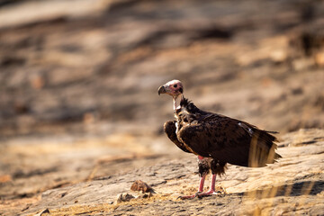 red headed vulture or sarcogyps calvus or Asian king or Indian black vulture closeup or portrait at Ranthambore National Park or forest Reserve Rajasthan india