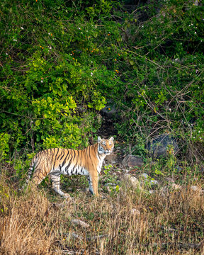 wild female bengal tiger or tigress or panthera tigris tigris with eye contact on morning stroll in natural green background from foothills of himalaya or terai forest of uttarakhand india asia