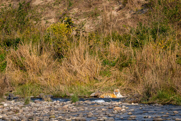 wild royal bengal tiger in ramganga river blue water in wildlife safari at dhikala zone of jim corbett national park or tiger reserve uttarakhand india - panthera tigris tigris