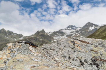 Alpine newt female on the rock with Alps mountains on background (Ichthyosaura alpestris)