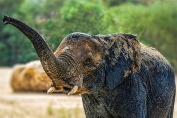 Portrait d'un jeune éléphant