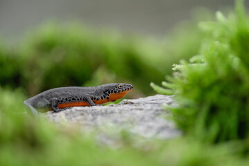 The alpine newt, macro photography in the Alps mountains (Ichthyosaura alpestris)