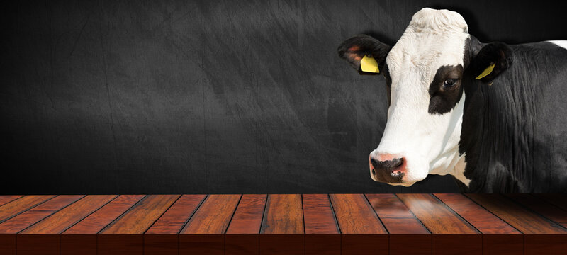 Close-up of an empty wooden table and a white and black dairy cow (heifer) looking at the camera, blank blackboard on background with copy space.