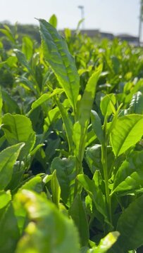 greentea leaves in the garden