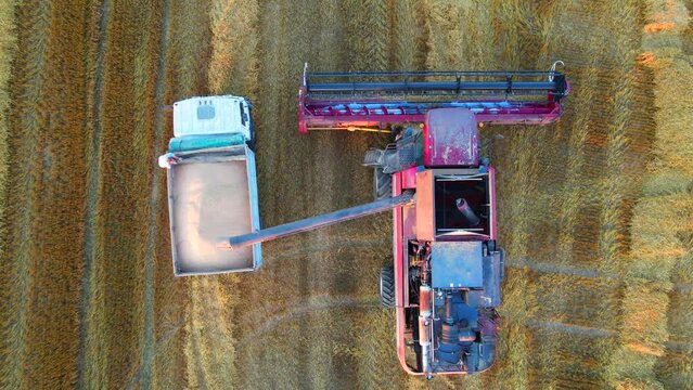 Harvester loads grain in trailer plant. Combine harvester on wheat harvesting. markets in crisis world&rsquo;s breadbasket. Wheat and barley yield.
