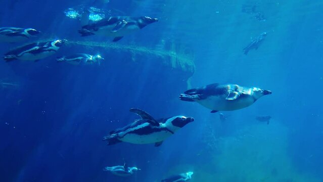 Underwater photography of swimming penguins in the water