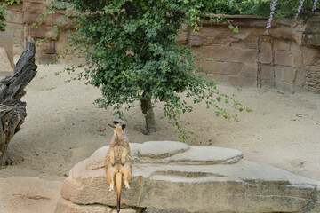 meerkat sits on a rock and keeps watch