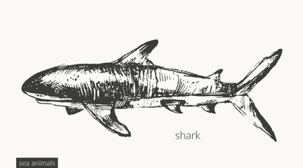 Vector sea animals illustration