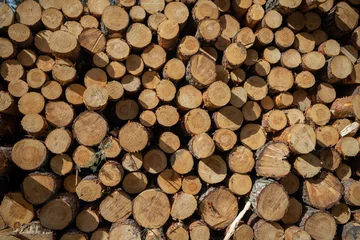 Möbelaufkleber Log stacks. Forest pine and spruce trees. Log trunks pile, the logging timber wood industry. © Mindaugas Dulinskas