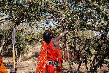 Maasai man gathers tribal medicinal plants from tree.
