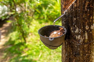 Milky latex extracted from the rubber tree Hevea Brasiliensis as a source of natural rubber. Milky...
